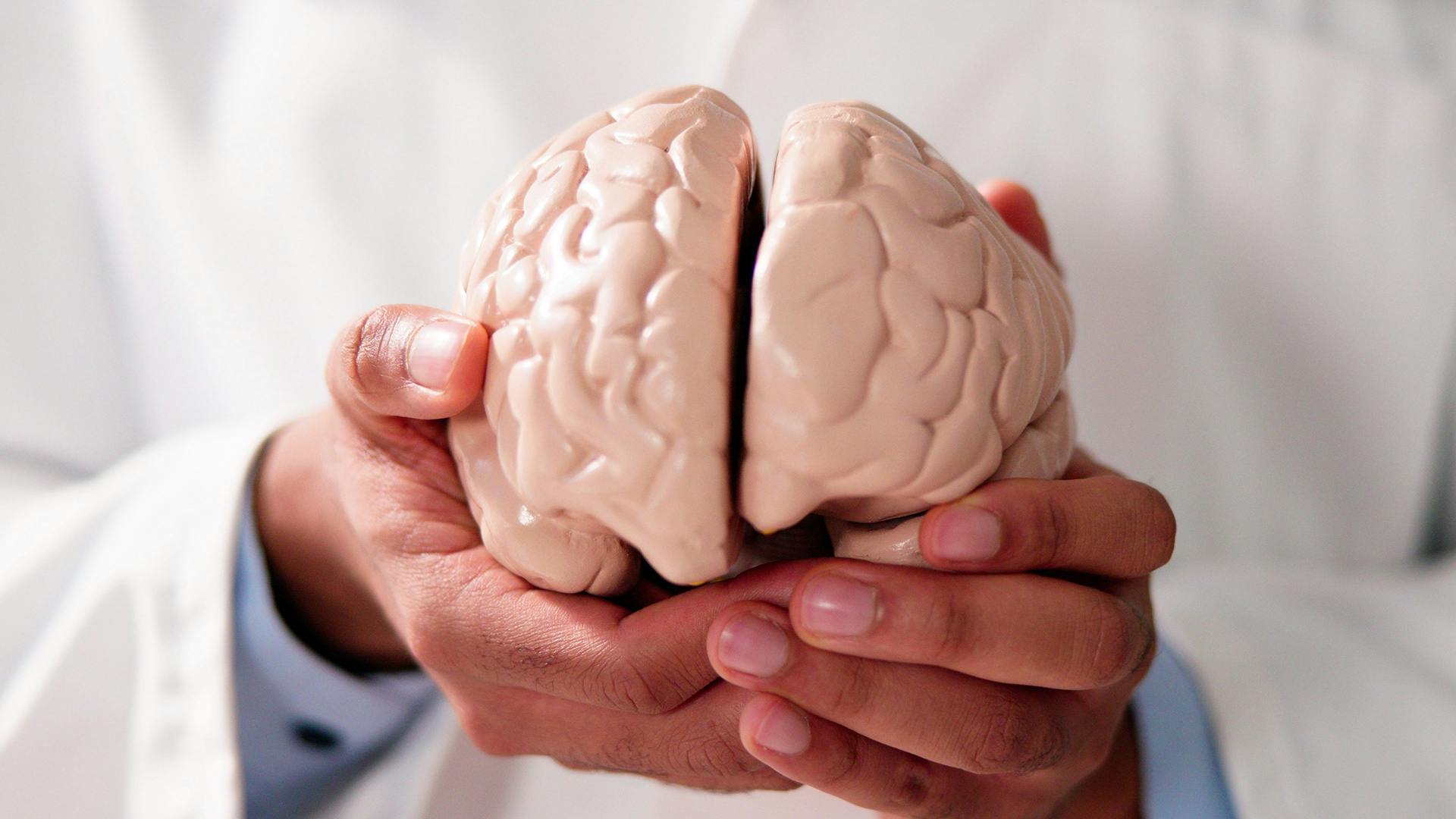 Hands holding model of brain